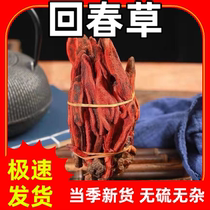 Yunnan wild rejuvenation grass fresh top Tianzhu wine authentic immortal grass tea soaked in water tea top Tianzhu immortal grass