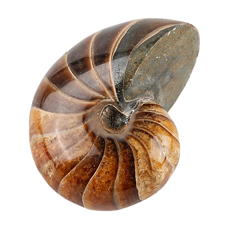 鸚鵡螺化石擺件古生物海洋化石標本斑彩海螺玉化礦物科普教學-淘寶 