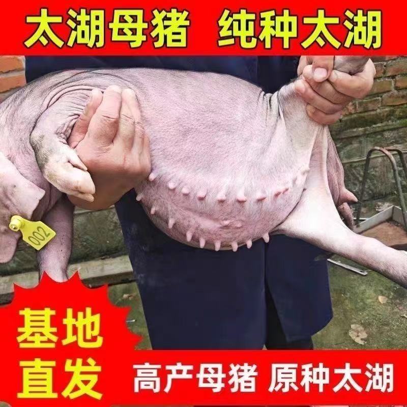 原种美系巴克夏种猪+汉普夏母猪+杜洛克公猪精液！养殖界顶流组合