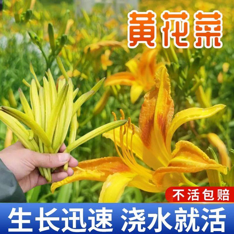 黄花菜种子，南方金针菜的秘密武器？一年四季都能享用的天然补脑菜