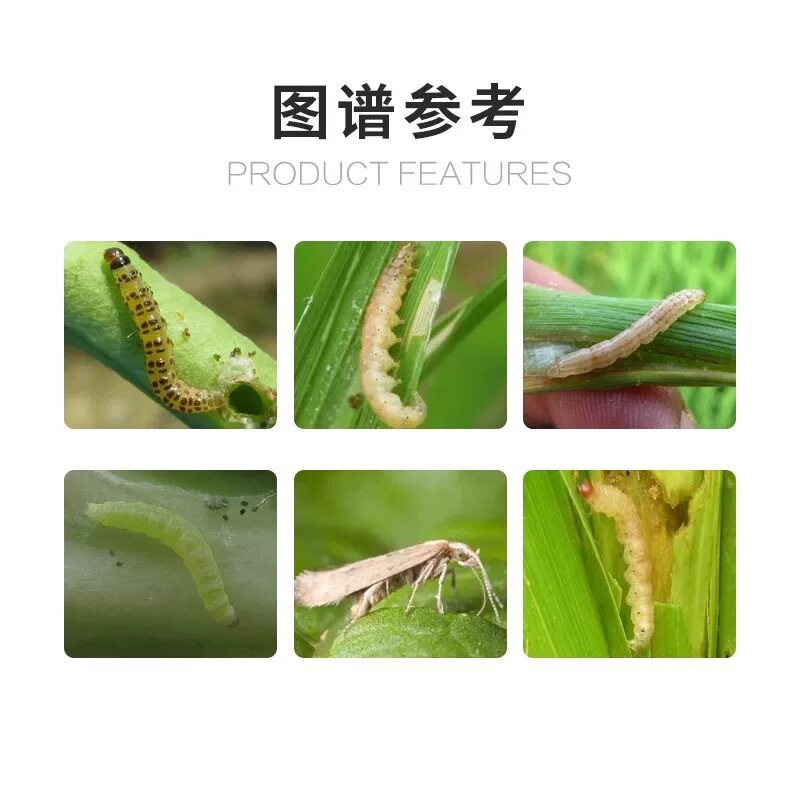 如何正确使用甲维·虫螨腈来防治甘蓝小菜蛾?