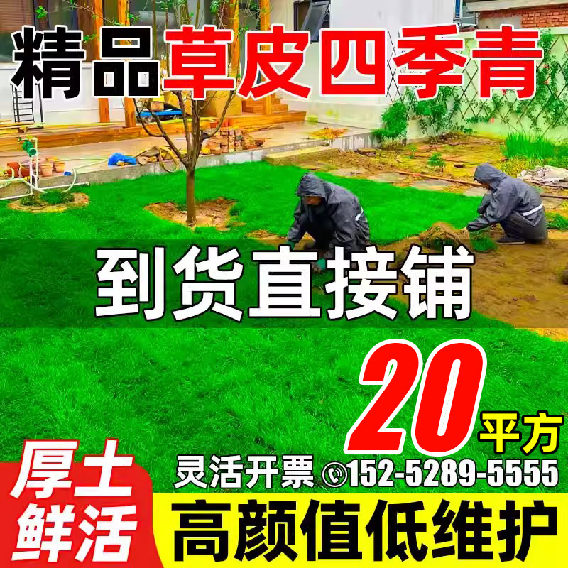Turf real lawn four seasons green belt soil dwarf no need to mow
