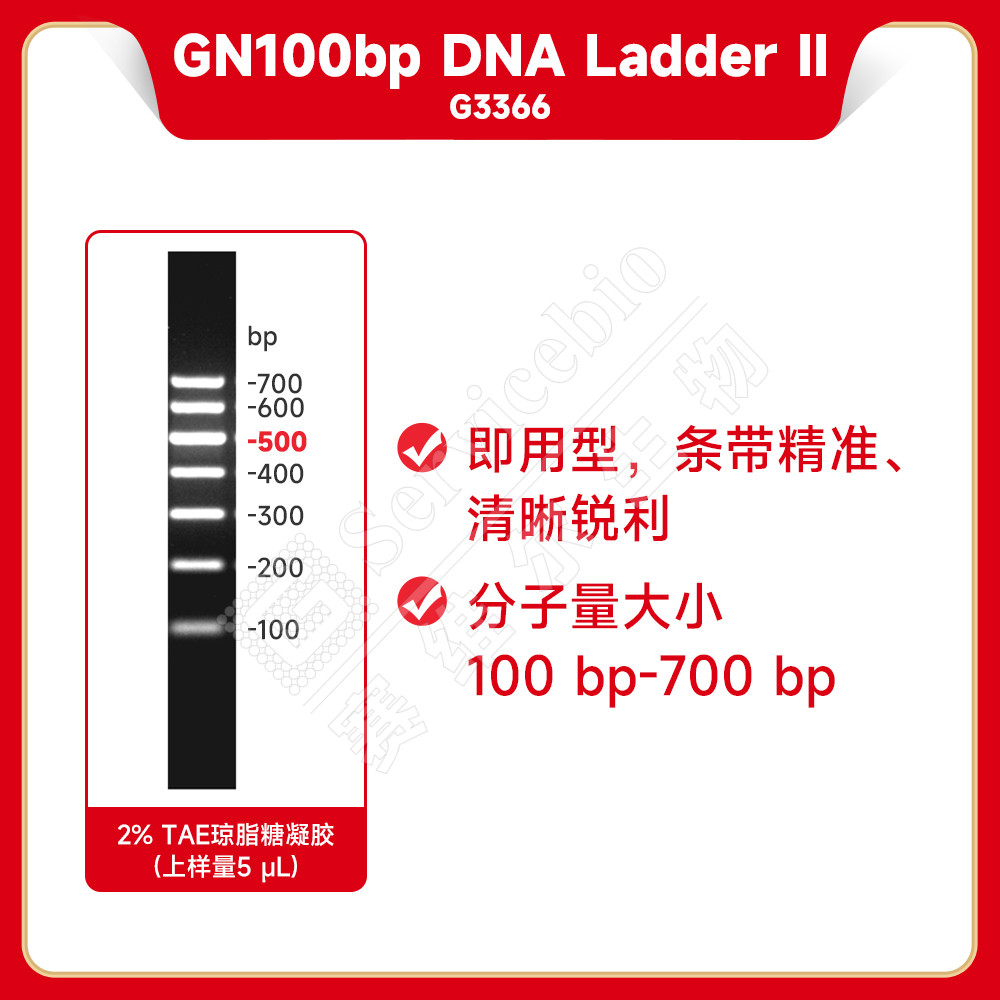 赛维尔 G3366-05 GN100bp DNA Ladder II