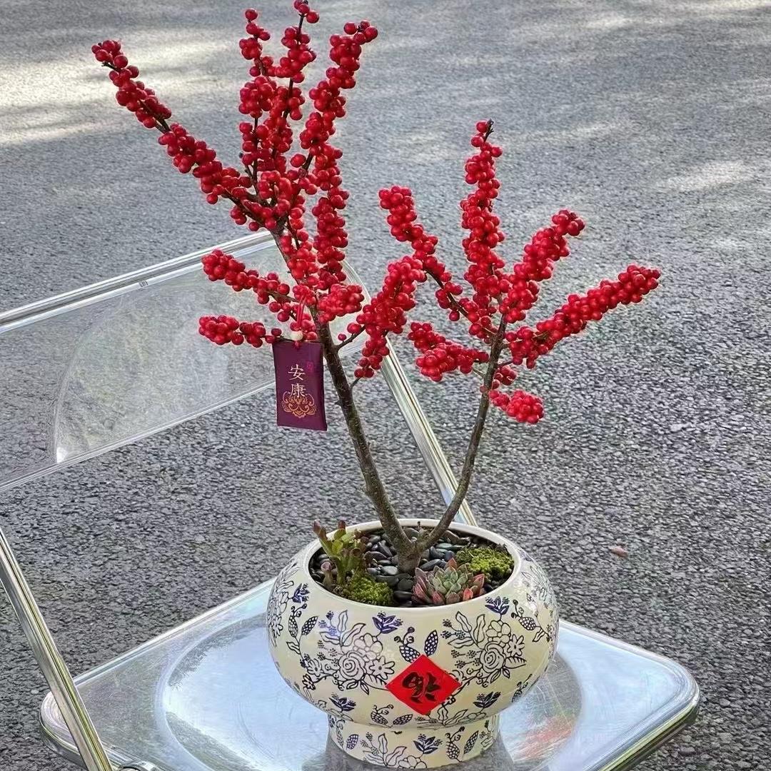 三姨花卉高定供应厂