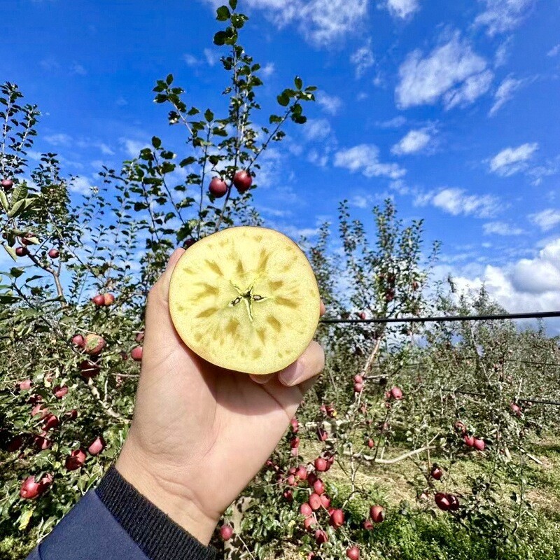 丑苹果基地16年企业店