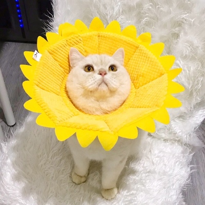 Elizabeth circle cat dog neck and neck dog licking head cat soft ring shame lap cartoon sunflower