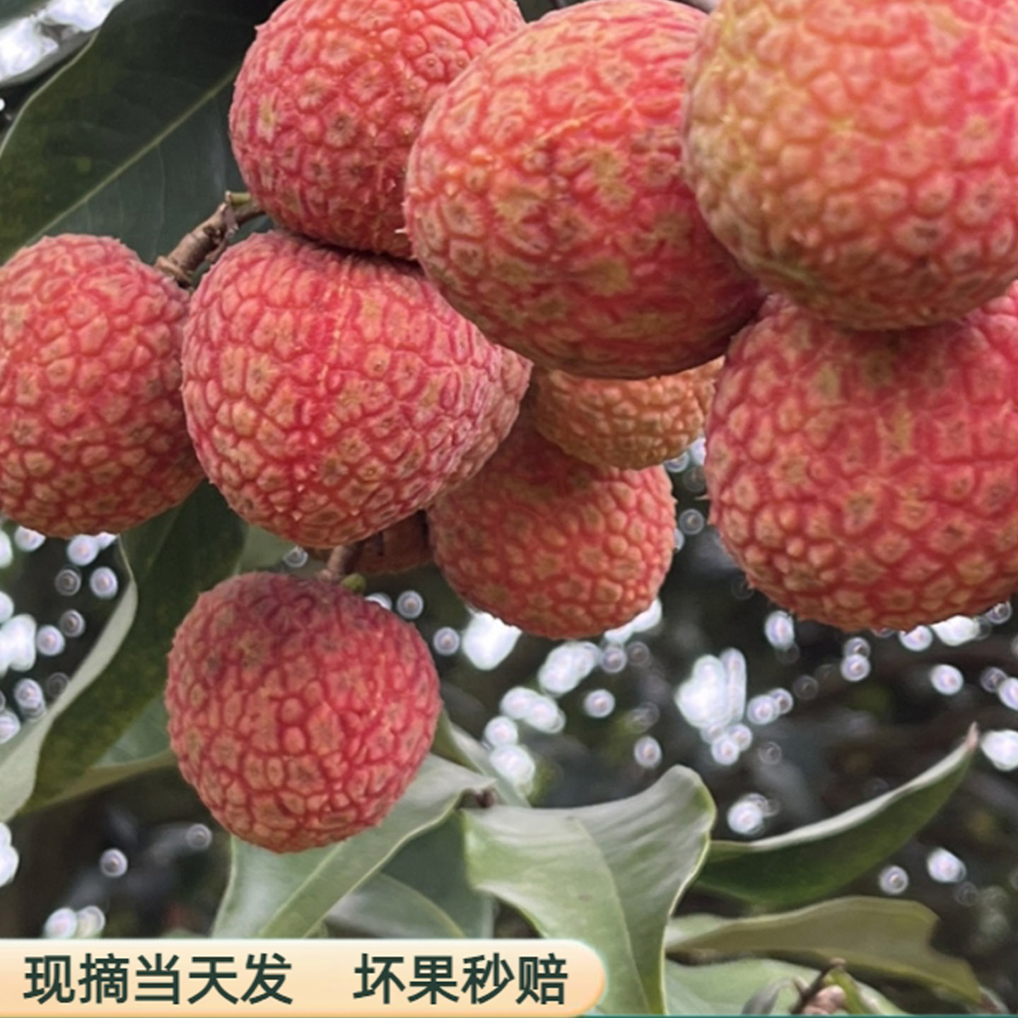 【现摘现发】高州老树荔枝甜到报警!广东茂名白糖罂整箱顺丰包邮,10斤当季水果太上头!-荔枝-淘宝好物网