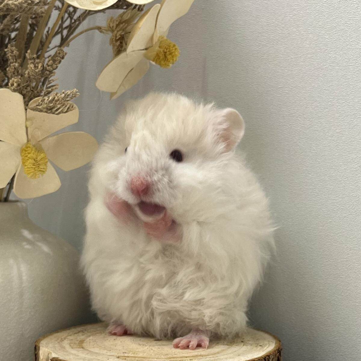 🏠金华哪里买宠物？七巧稚金丝熊，让你心动！💖-宠物-淘宝好物网