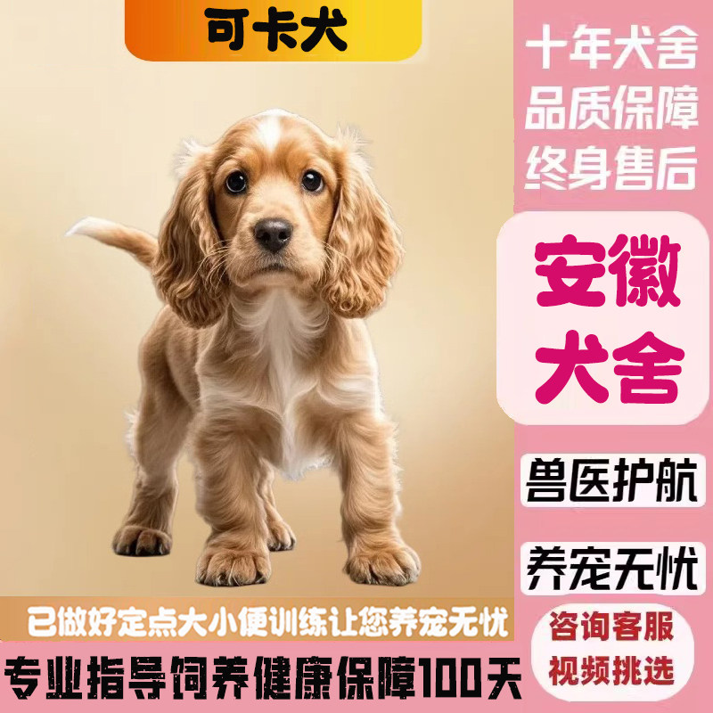 美国纯种可卡犬，选美卡还是英卡？狗狗界网红麦色双血统揭秘-狗狗-淘宝好物网