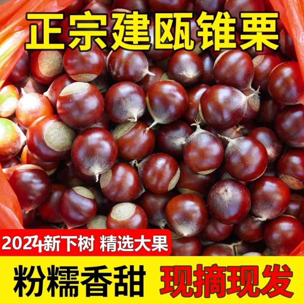 福建建瓯锥栗为何被誉为“板栗之王”？2024年新下树的锥栗有何特点？-新鲜板栗板栗仁-淘宝好物网