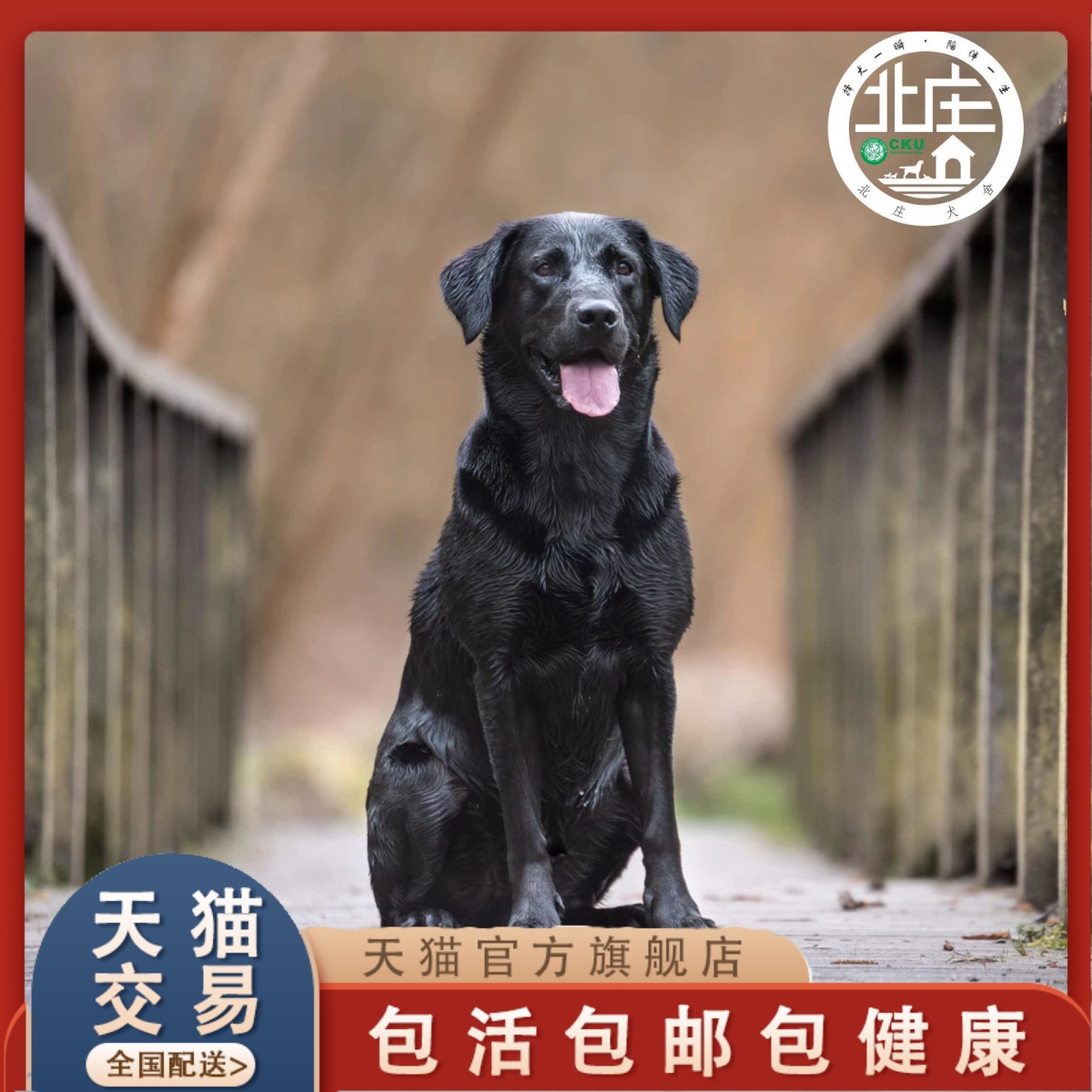 混血串串拉布拉多：寻找完美的伴侣犬