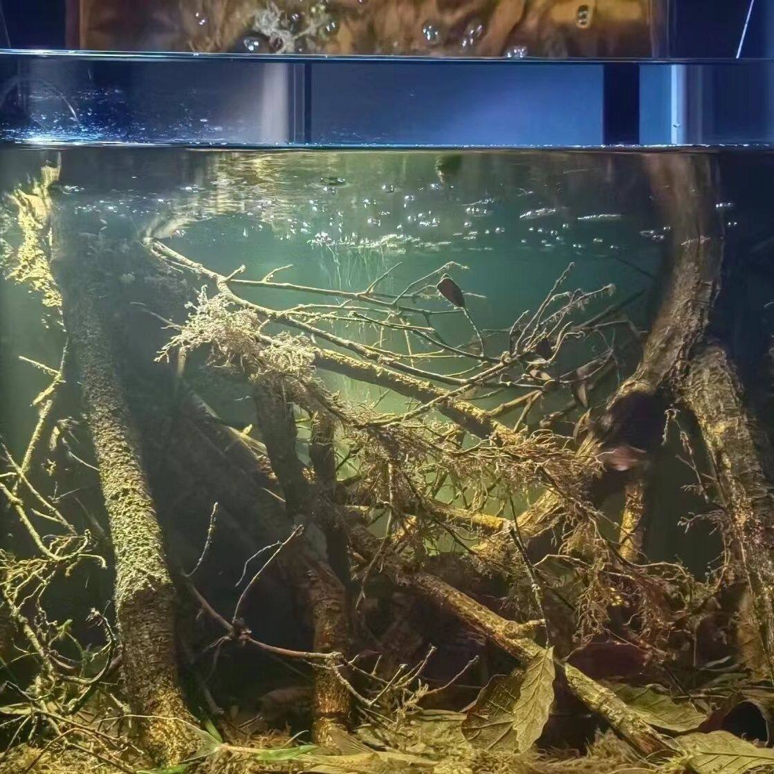 自然美景,触手可及 🌿 鱼缸造景树根枯木天然南美缸黄梨枝条装饰树枝插花鹿角枝沉木枝条-黑水素-淘宝好物网