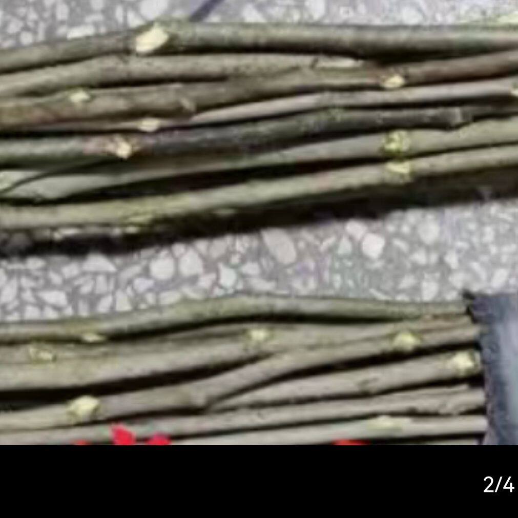 🌿告别身体疲惫,桑枝拍打棒让生活更美好🌟-按摩棒-淘宝好物网