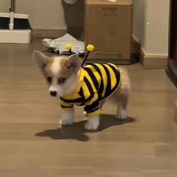 Dog Clothes Spring and Autumn Heattech Funny Bee Sweatshirt Pet Small Size Dogs Cat Clothes Fall and winter Cold Protection