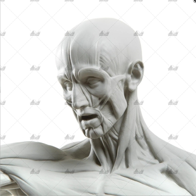 Структура человеческого тела для искусства [включая ZTL] 3D-модель печати, файл данных stl, модель персонажа белого эмбриона, служебный материал