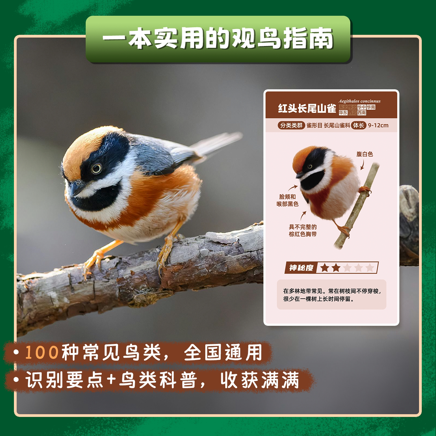 怎样观察一只鸟：拥抱自然，开启观鸟之旅！🐦🌿-鸟类-淘宝百科网