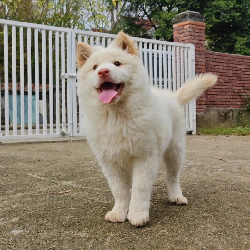 O1CN01gSJSZc2MDi6IFKGMd_!!