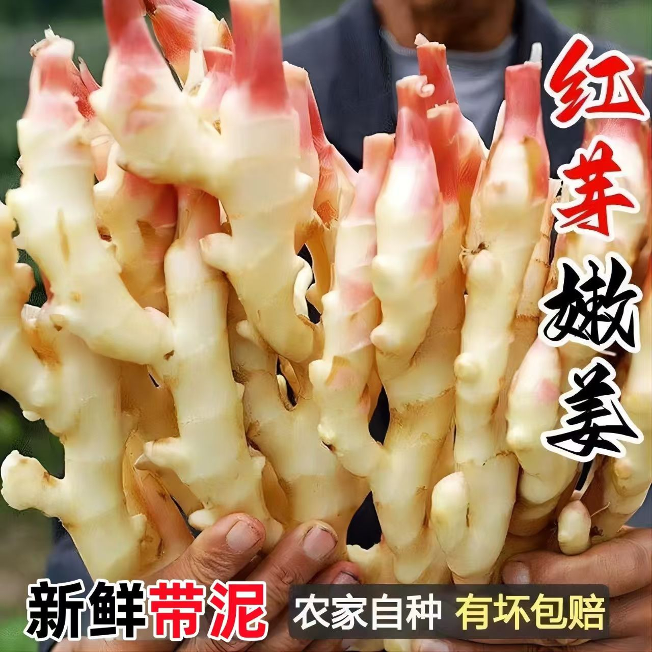安徽泾县章渡:鲜姜传奇的腌制风味