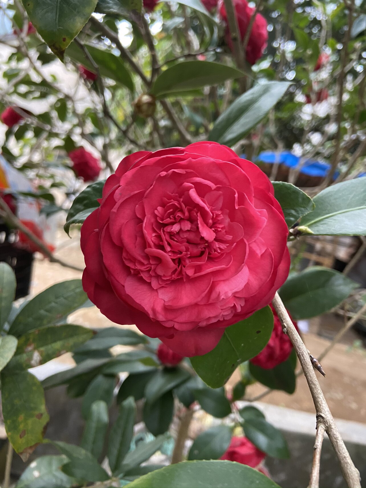 长盈高欣玻璃膜