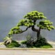 Artificial Welcoming Pine Tree, Large Fake Pine Tree, Bionic Green Plant for Landscaping, Window Display, Indoor and Outdoor Landscape Plant Decoration, Floor-Standing