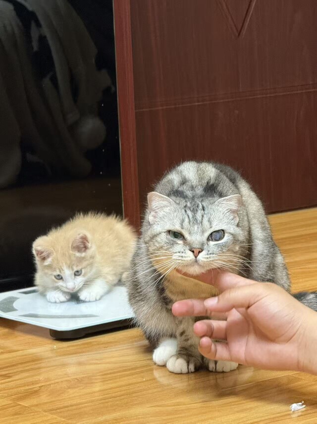 凯宠宠物大健康店