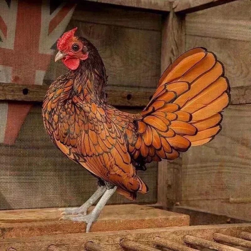 🌟波兰鸡种蛋观赏鸡宠物蛋孵蛋体验レビュー 🐔-宠物鸡-淘宝好物网