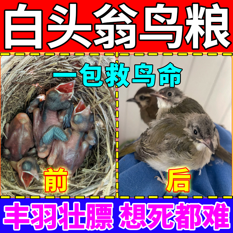White-Headed Parrot Bird Food Is Suitable for Young Birds to Start Eating, and Dried Mealworms Are a Special Feed Specifically for the Feeding of Birds Like the White-Eyes White-Headed Parrot Bird Food Is Suitable for Young Birds to Start Eating, and Dried Mealworms Are a Special Feed Specifically for the Feeding of Birds Like the White-Eyes