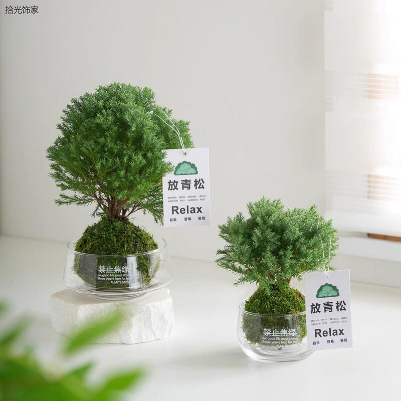 Green Pine Ornaments [Green Pine] Frost Moss Ball for Office, Living Room, Creative Workstation, Green Plants, Easy to Maintain