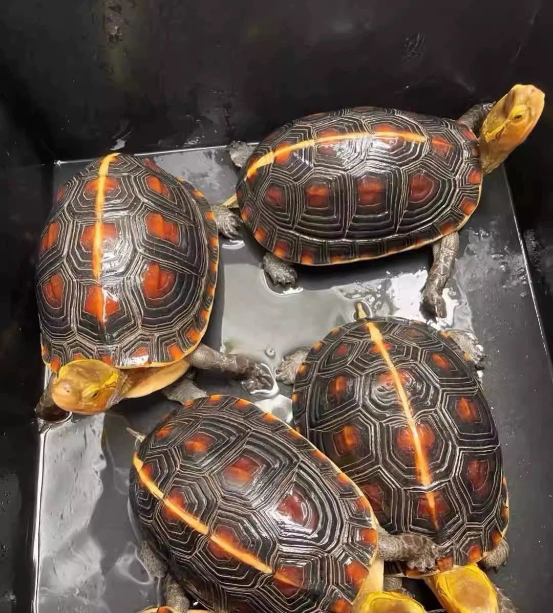 龟类爱好者的福音！安缘龟幼龟闭壳龟皖南安缘台缘大陆缘受精蛋包孵化送工具，新手也能轻松养起！-龟-淘宝好物网