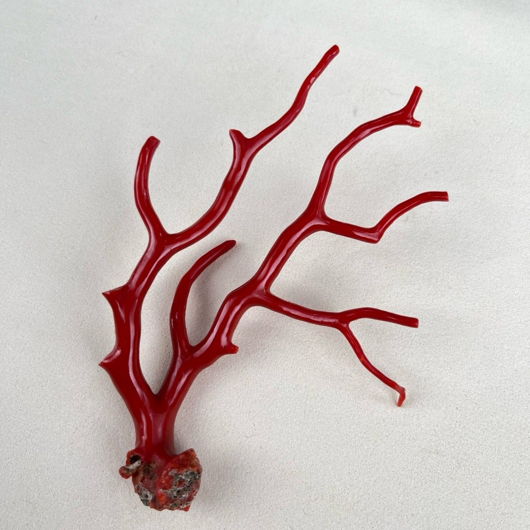赤珊瑚 置物の通販 極上品 赤珊瑚 枝珊瑚 置物 【天然本赤珊瑚】