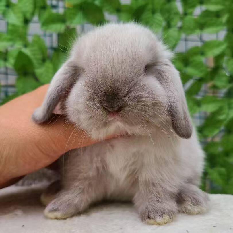 治愈系萌宠，垂耳侏儒兔带你走进可爱世界 🐰🏡-兔-淘宝好物网
