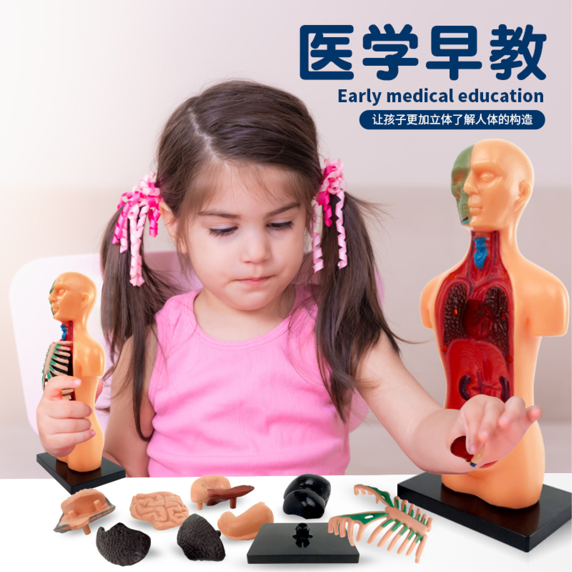 启蒙教育人体骨骼stem器官组装半身模型跨境教具儿童益智玩具