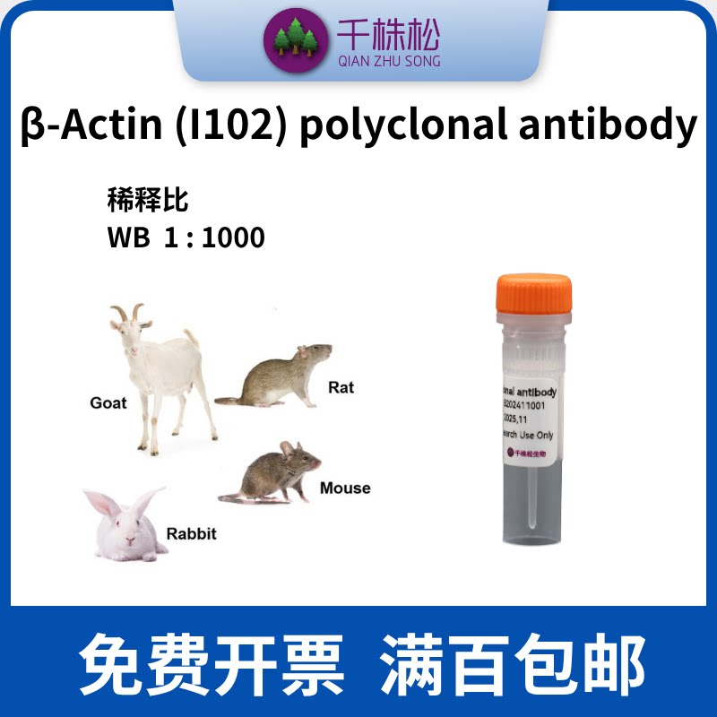 &beta;-Actin (I102) polyclonal antibody，WB/兔多抗