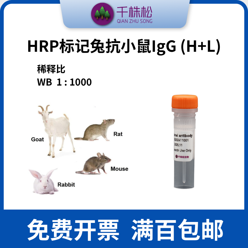 HRP标记兔抗小鼠IgG (H+L)，二抗，WB/ELISA/IHC实验