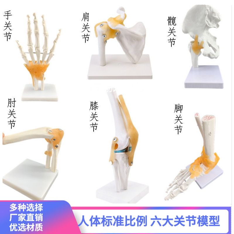 人体膝关节功能模型肩关节肘关节手关节脚关节髋关节可动骨骼模型