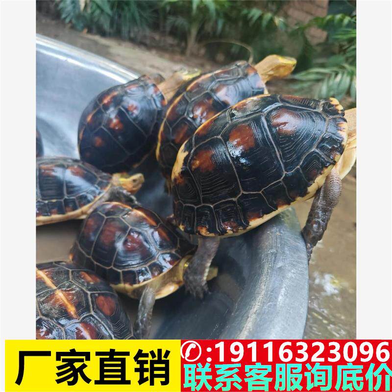 安缘龟闭壳龟皖南安缘台缘大陆缘三线金钱受精蛋包孵化送孵化工具