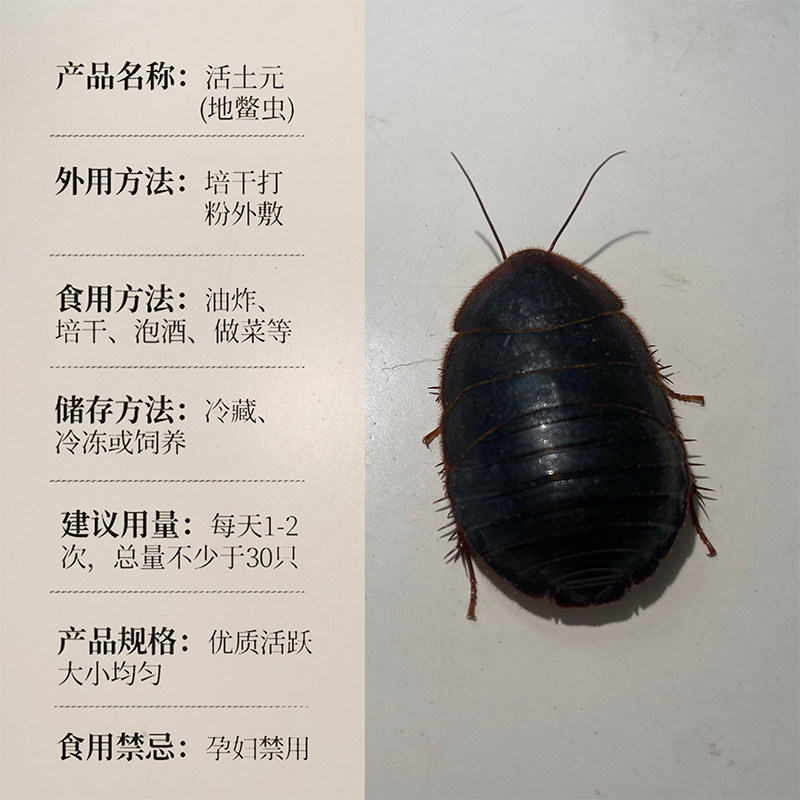 2025年必看!活土元虫(地鳖虫)食用指南|避坑+选购+功效全解析-爬虫-淘宝好物网