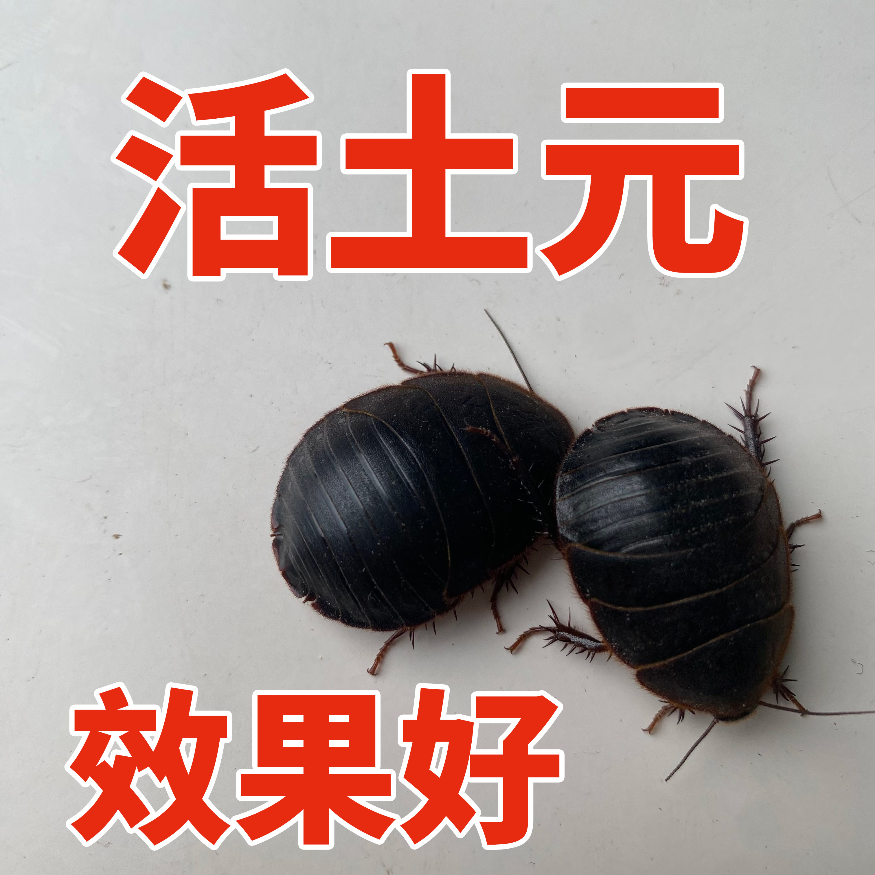 2025年必看!活土元虫(地鳖虫)食用指南|避坑+选购+功效全解析-爬虫-淘宝好物网
