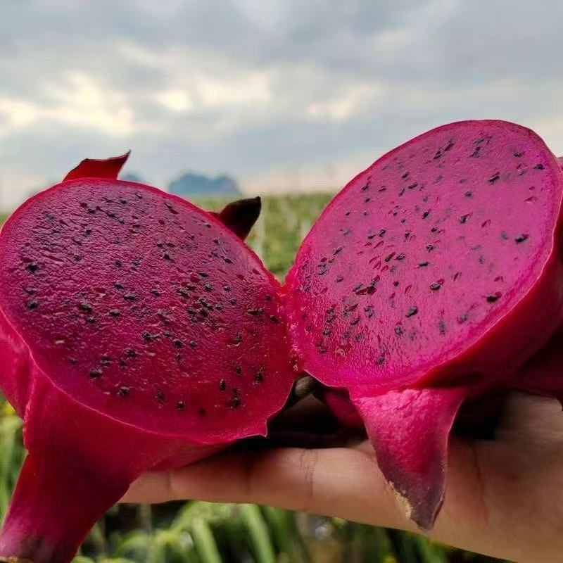 现货速发！金都一号红心火龙果，云南直供新鲜大果，吃出好心情🔥🌟