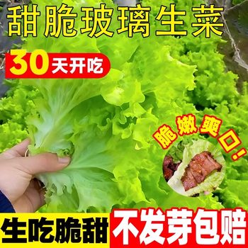 Butter lettuce, fresh vegetables, leafy vegetables, raw cold, sweet, crisp and juicy salad vegetables, farm-grown lettuce