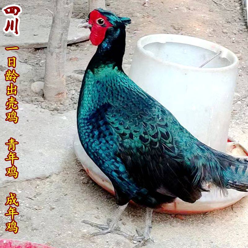 谁说鸡只能炖汤?孔雀蓝绿雉养在家里也太酷了吧! -鸟-淘宝好物网