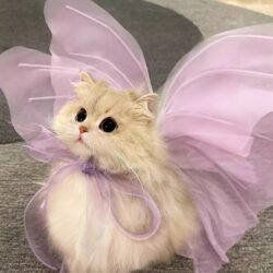 Butterfly Elf Cat Clothes Outfit Decoration Pet Photo Memorial Home Photography Props Creative Styling