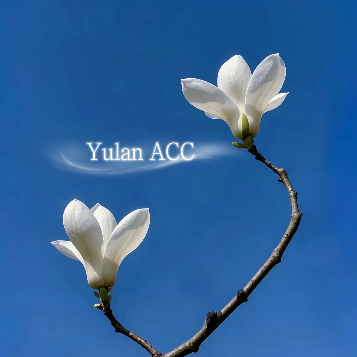 Yulan美饰集