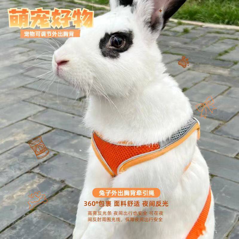 View of Image result for Rabbit hiding spot escape prevention products for small rabbits