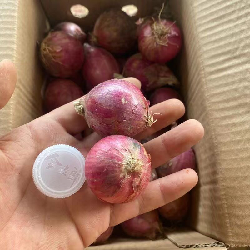 包邮新鲜红皮小洋葱头味美多汁？云南紫皮小洋葱真香预警！