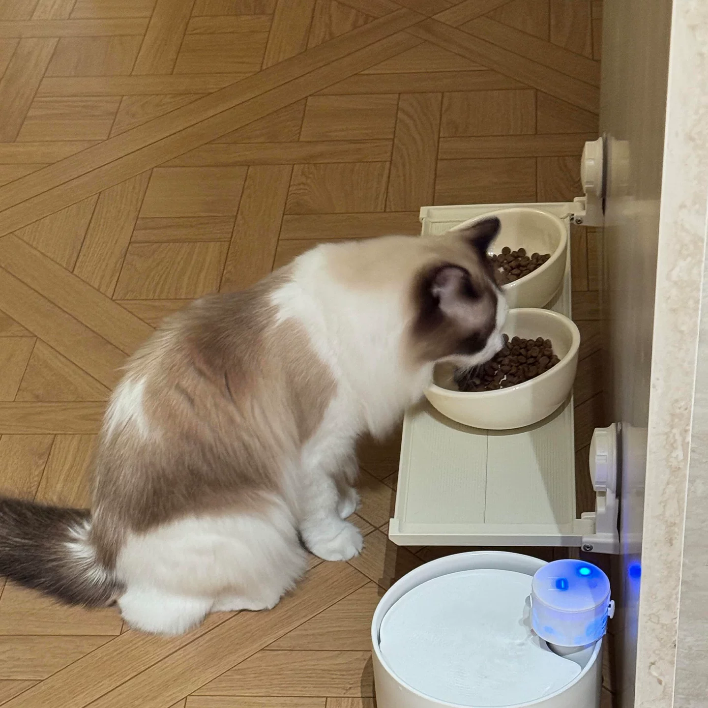 [Миска для кошек, не занимать место, защитить шею, миска для кошек с присоской, складная многофункциональная полка для хранения]