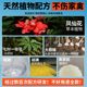 Realgar Snake-Repelling Powder Sulfurpelling anti-snake supply 장기 가정용 뱀 수리 곤충 야외 유황 실내 안뜰 뱀 캠핑