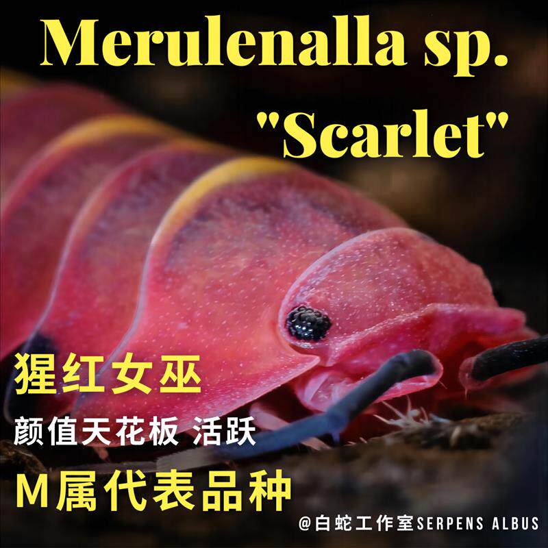 猩红女巫鼠妇:寝室里的神奇生物,学生们的桌面新宠!-特色爬宠-淘宝百科网