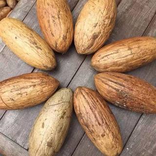 Nueva fruta de alta calidad mil ojos bodhi semilla bodhi semilla original fruta grande materia prima verde blanco wenwan fruta grasa de mano