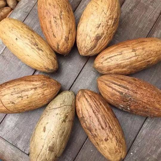 High-quality new fruit Thousand Eyes Bodhi Seed Bodhi Original Seed Large Fruit Raw Material Green White Wenwan Hand-held Fat Fruit